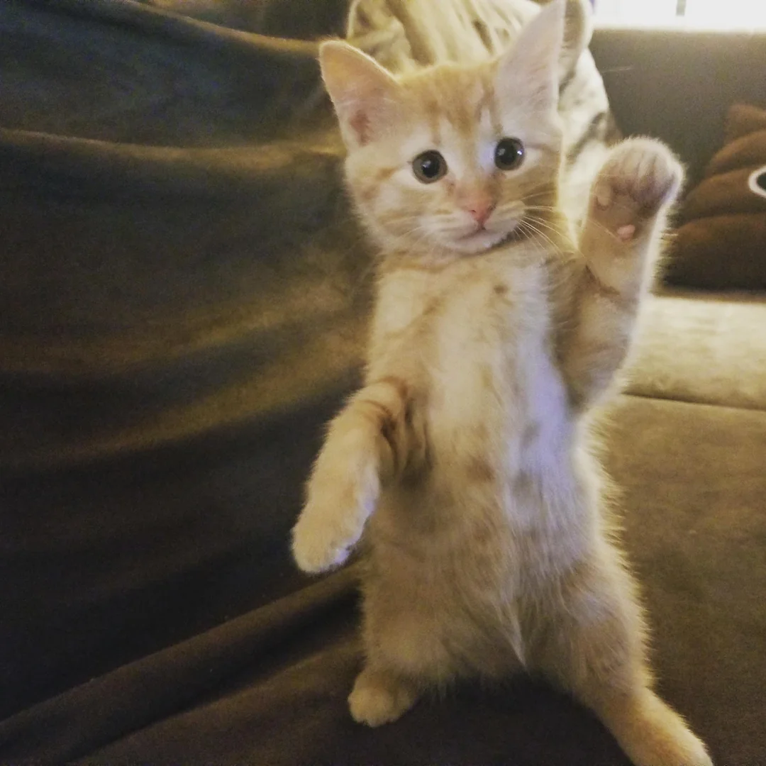 I also like cats